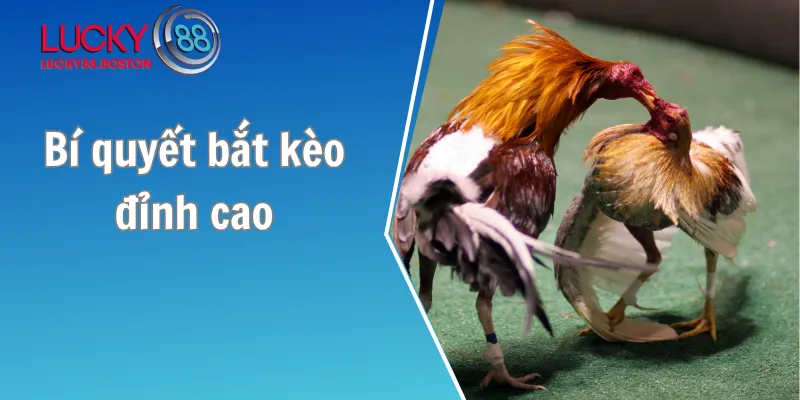 Bí quyết bắt kèo đỉnh cao từ sư kê lão luyện