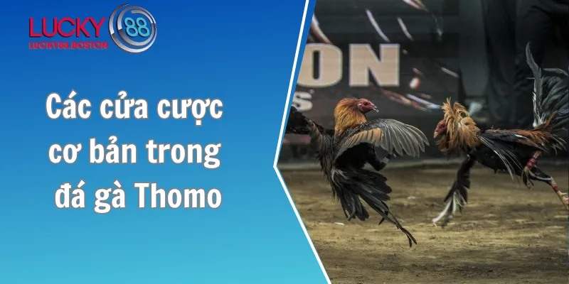 Các cửa cược cơ bản trong đá gà Thomo