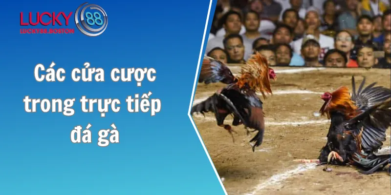 Các cửa cược trong trực tiếp đá gà