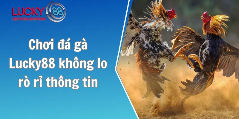 Chơi đá gà Lucky88 không lo rò rỉ thông tin