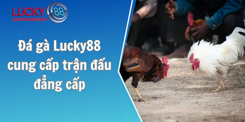 Đá gà Lucky88 cung cấp trận đấu đẳng cấp