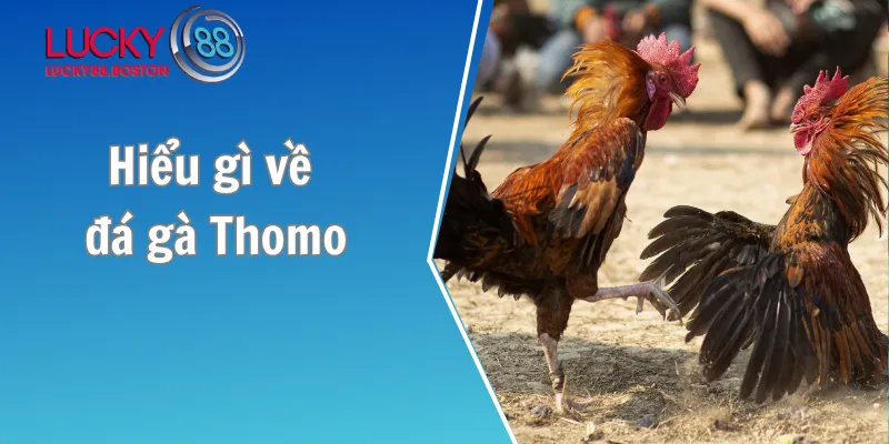 Hiểu gì về đá gà Thomo