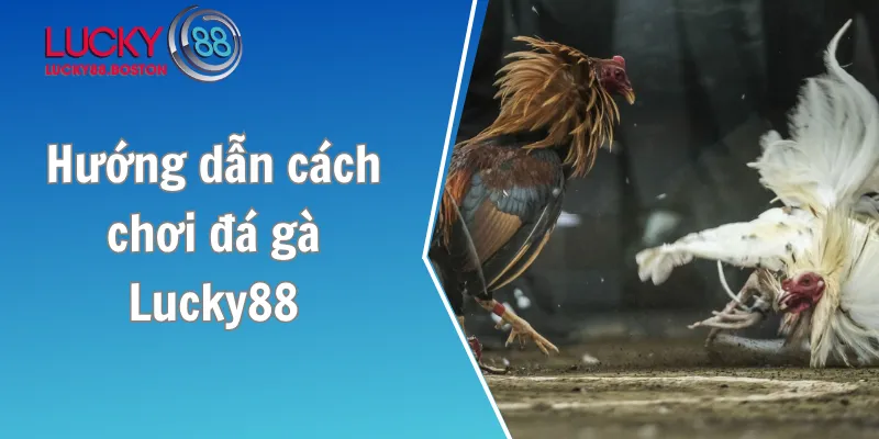 Hướng dẫn cách chơi đá gà Lucky88