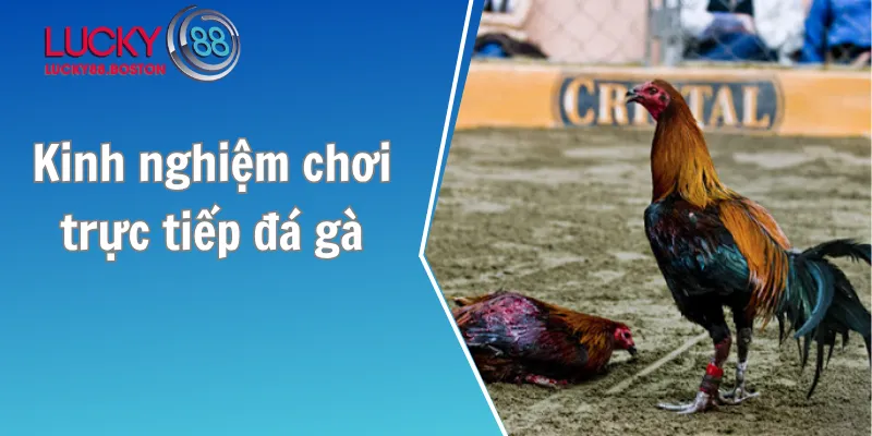Kinh nghiệm chơi trực tiếp đá gà mau thắng