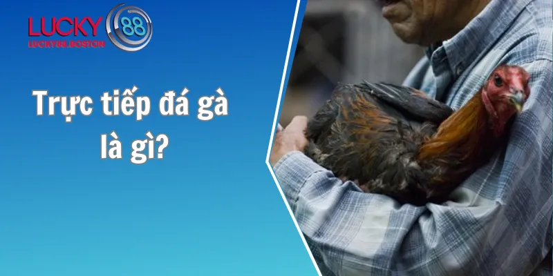 Trực tiếp đá gà là gì?