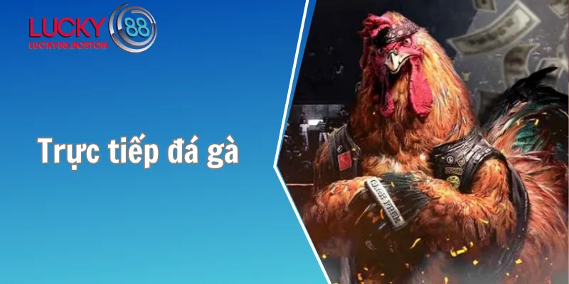 Trực tiếp đá gà