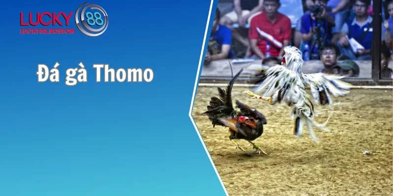 Đá gà Thomo